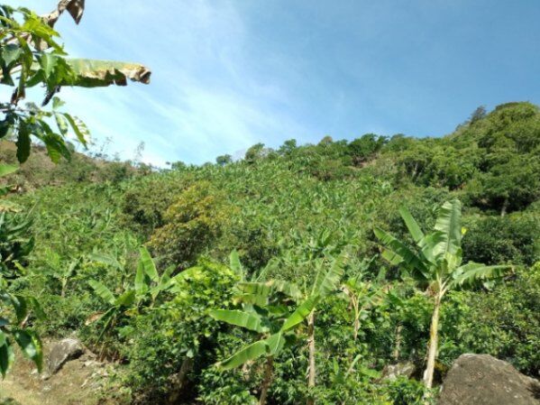 FINCA CAFETALERA en San Isidro De El General, Pérez Zeledón, San José — ₡ 30 000 000