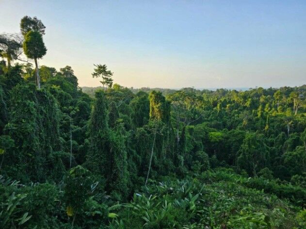 Venta Eco-Lodge 76 ha con marca, catarata y potencial turístico #26-1303 GS en Bahía Drake, Osa, Puntarenas — $4,000,000