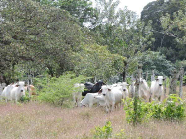 FINCA GANADERA 31.5 Ha EN SARAPIQUI in La Virgen, Sarapiquí, Heredia — ₡ 200 000 000