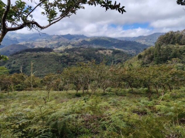 Venta Finca en el Guarco en San Isidro, El Guarco, Cartago — ₡ 250 000 000