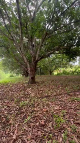 lote orotina in El Mastate, Orotina, Alajuela — ₡ 55 000 000