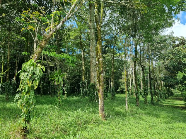 Venta 1Hectarea Aguas Zarcas San Carlos Alajuela en Aguas Zarcas, San Carlos, Alajuela — ₡ 65 000 000