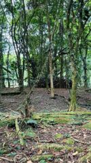 Terreno a la venta en Guapiles en Guápiles, Pococí, Limón — 20 000 000 ₡ - Foto 5 de 15