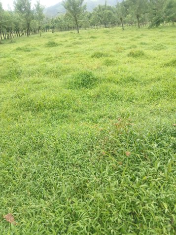 DE OPORTUNIDAD ESPECTACULAR FINCA EN LA MILPA DE UPALA. en Delicias, Upala, Alajuela — ₡ 342 000 000