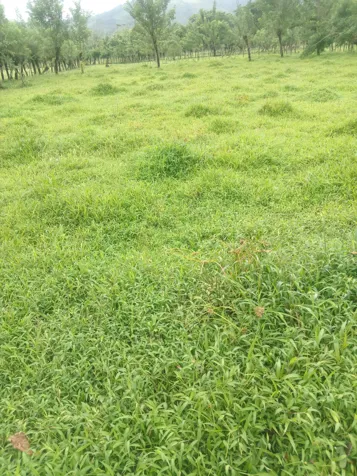 DE OPORTUNIDAD ESPECTACULAR FINCA EN LA MILPA DE UPALA. en Delicias, Upala, Alajuela — ₡ 342 000 000