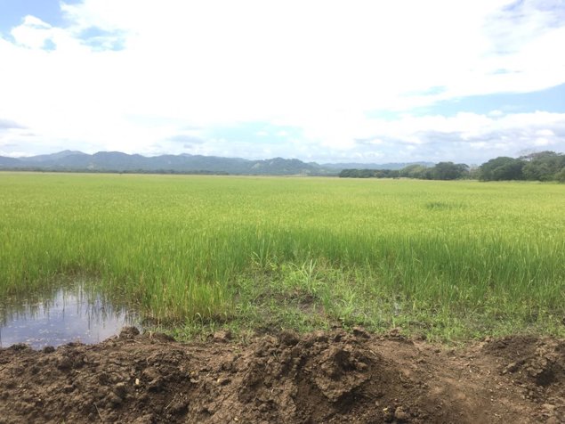 Finca agricola ganadera 294 Ha en Filadelfia Gte en Filadelfia, Carrillo, Guanacaste — $2,352,000 - Foto 3 de 8