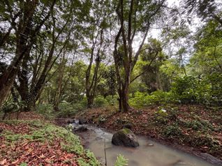 🌿 Terreno en venta El Futuro, La Tigra | 2.773 m²  |  ₡49.000.000 en La Tigra, San Carlos, Alajuela — 49 000 000 ₡ - Foto 5 de 19