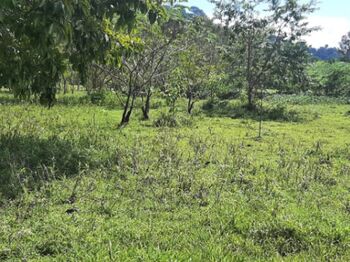 SE VENDE ESPECTACULAR FINCA EN QUEPOS, PUNTARENAS.  in Quepos, Puntarenas — $250,000 - Photo 5 of 19