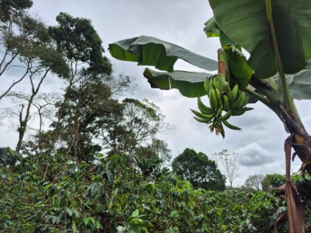 FINCA PRIVADA DE 1.9 HA EN SANTA ELENA – TERRENO APROVECHABLE, BOSQUE Y ENTORNO ESCÉNICO in San Isidro De El General, Pérez Zeledón, San José — $155,000