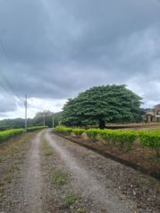 VENTA DE LOTE, PUNTARENAS, MIRAMAR, HACIENDA MONTES DE ORO en Miramar, Montes De Oro, Puntarenas — $74,382 - Foto 2 de 7