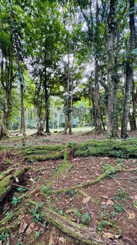 🌿 Terreno a la venta en Guápiles en Guápiles, Pococí, Limón — ₡ 20 000 000 - Foto 2 de 9