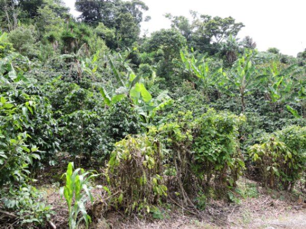 Quinta con cabaña en Santa María de Dota en Santa María, Dota, San José — ₡ 87 640 000