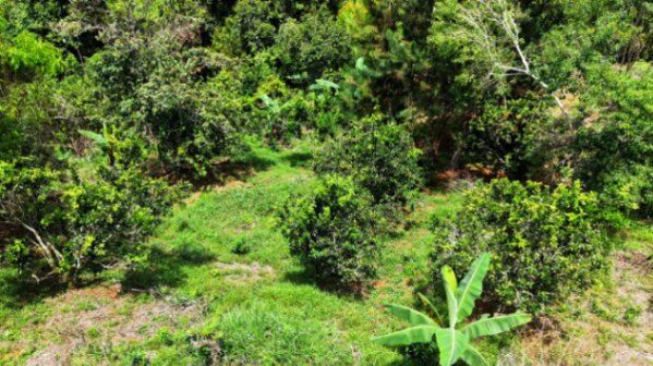 VENTA DE LOTE CON NACIENTE PROPIA EN SAN RAFAEL NORTE, PEREZ ZELEDON in San Isidro De El General, Pérez Zeledón, San José — $54,900