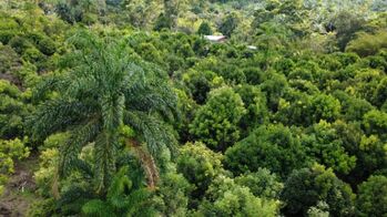 FINCA PRODUCTIVA DE MAMÓN CHINO EN VENTA – SAN PEDRO DE SANTIAGO, PÉREZ ZELEDÓN en San Pedro, Pérez Zeledón, San José — $300,000 - Foto 5 de 21