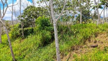 SE VENDE LOTE PREMIUM CON AREA PLANA Y QUEBRADA EN SANTA ROSA en Río Nuevo, Pérez Zeledón, San José — $55,999 - Foto 5 de 6