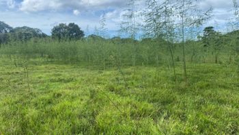Venta de lote en Guanacaste, Santa Cruz, 27 de abril
