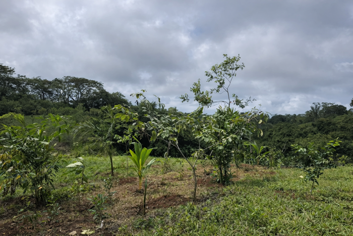 Residential Lot of 5,000 m² in San Isidro in San Isidro, Montes De Oro, Puntarenas — $165,000