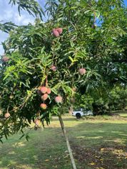 Paraiso de las Frutas, Orotina. en Orotina, Alajuela — 288 000 000 ₡ - Foto 3 de 24