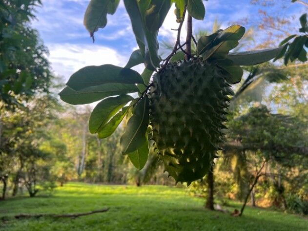 ¡Oportunidad única! Se vende lote de 1,000 m² en Florencia en Florencia, San Carlos, Alajuela — ₡ 18 000 000