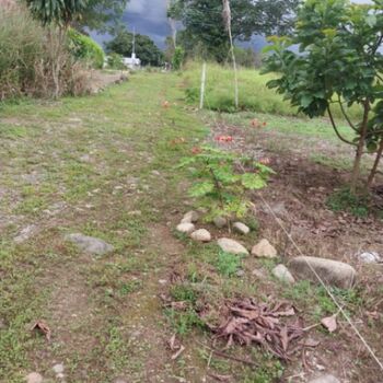 Terreno Exclusivo en Palma Coco, Palmares de Pérez Zeledón, San José, Costa Rica. in Daniel Flores, Pérez Zeledón, San José — 25 000 000 ₡ - Photo 5 of 9