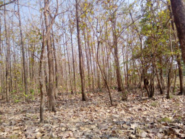 Se Vende Finca en Lepanto, Puntarenas, Costa Rica:  en Lepanto, Puntarenas — ₡ 85 000 000