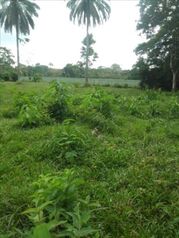 Finca en Venta La Virgen, Sarapiquí, Heredia