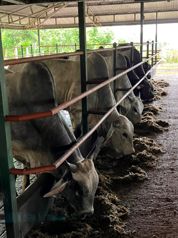 Finca en Venta en Upala | 7 Hectáreas con Infraestructura Ganadera en Upala, Alajuela — 120 000 000 ₡ - Foto 4 de 13