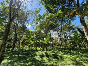 HERMOSA FINCA DE 10+ HECTÁREAS EN QUIZARRÁ, EXCELENTE UBICACIÓN in San Isidro De El General, Pérez Zeledón, San José — $399,999 - Photo 5 of 21