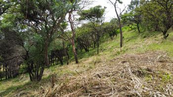 VENTA DE LOTE 10,000 m² CARRILLO, GUANACASTE en Belén, Carrillo, Guanacaste — $100,000 - Foto 4 de 6