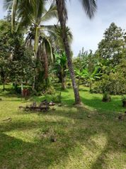 VENTA DE FINCA AGRICOLA, HEREDIA, SARAPIQUI, HORQUETAS en Las Horquetas, Sarapiquí, Heredia — 120 000 000 ₡ - Foto 5 de 14