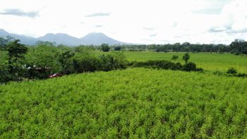 finca con potencial de siembra y construcción en La Fortuna, San Carlos, Alajuela — $223,800 - Foto 5 de 6