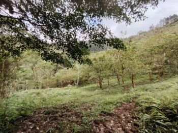 Venta Finca en el Guarco en San Isidro, El Guarco, Cartago — 250 000 000 ₡ - Foto 5 de 14