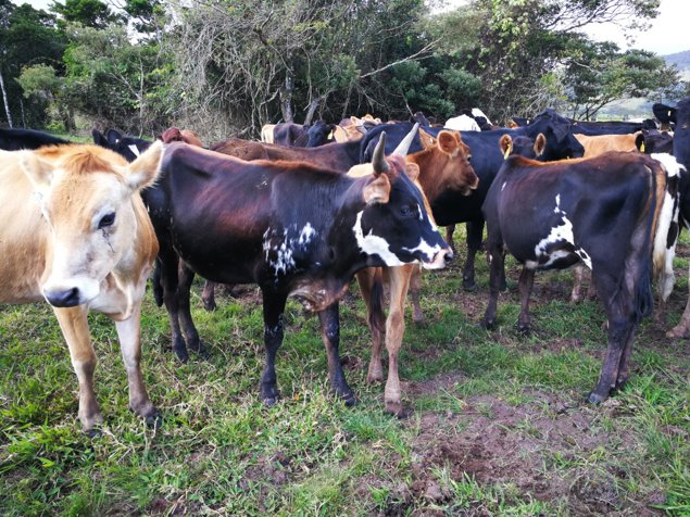 Finca lechera de alto rendimiento Pacifico Norte en Liberia, Guanacaste — $5,500,000 - Foto 3 de 10