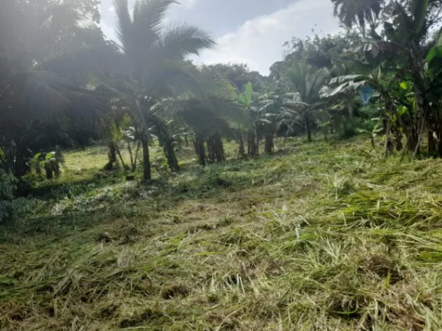 Lindo terreno para construir  en Guácimo, Limón — ₡ 48 000 000 - Foto 2 de 7