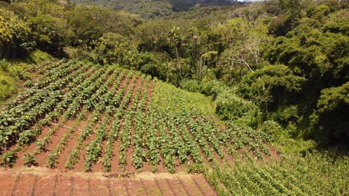 Propiedad con Agua Todo el Año, Ideal para Vivero o Agricultura en Naranjo, Alajuela — $102,000 - Foto 3 de 35