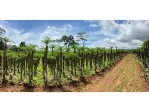 VENTA DE QUINTA EN ALAJUELA, GRECIA, RIO CUARTO   in Grecia, Alajuela — ₡ 75 000 000
