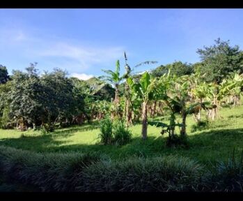 Se vende quinta en cabuyal de San Juan norte en San Juan, Poás, Alajuela — 300 000 000 ₡ - Foto 4 de 12