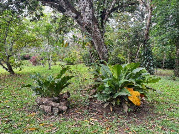 VENDO LOTE+CASA EN TURRUBARES-SAN JOSÉ. en San Juan De Mata, Turrubares, San José — $315,000