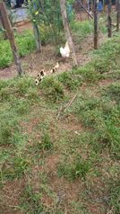 SE VENDE ÚTIL FINCA EN CUTRIS DE SAN CARLOS. en Cutris, San Carlos, Alajuela — 205 000 000 ₡ - Foto 4 de 5