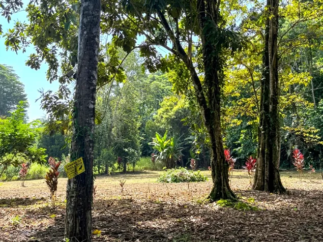 Se vende terreno de 3000 m² a 5 min de Puerto Vargas, Cahuita (PA) en Cahuita, Talamanca, Limón — $240,000 - Foto 3 de 7