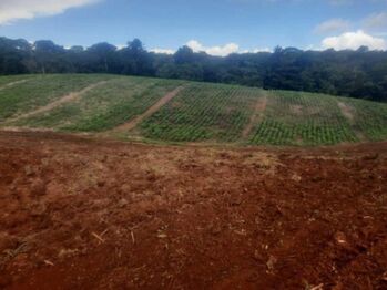 Venta de finca agrícola en Sarapiquí,  Heredia. RAH 26-1033  in Cureña, Sarapiquí, Heredia — $624,000 - Photo 5 of 16