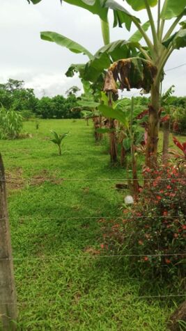 Terreno en Venta en Finca 2, Río Frío Sarapiquí – 1000 m² en La Virgen, Sarapiquí, Heredia — ₡ 11 000 000