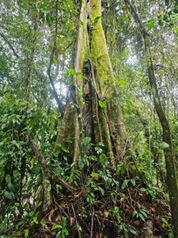 🌿 Finca de 42 hectáreas en Pococí – Naturaleza y potencial turístico en un solo lugar en Rita, Pococí, Limón — 250 000 000 ₡ - Foto 5 de 9