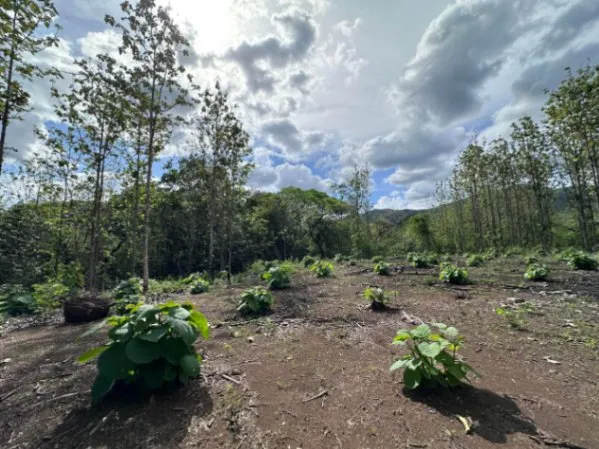 Venta de Lote en Nicoya, Guanacaste. RAH 25-1990 in Nicoya, Guanacaste — $65,000