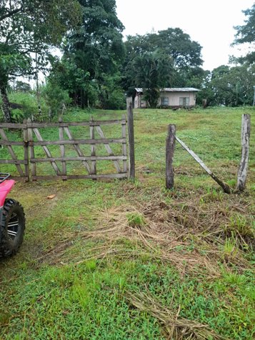 Finca en Venta en Upala | 7 Hectáreas Planas Producción de Piña in Upala, Alajuela — ₡ 90 000 000
