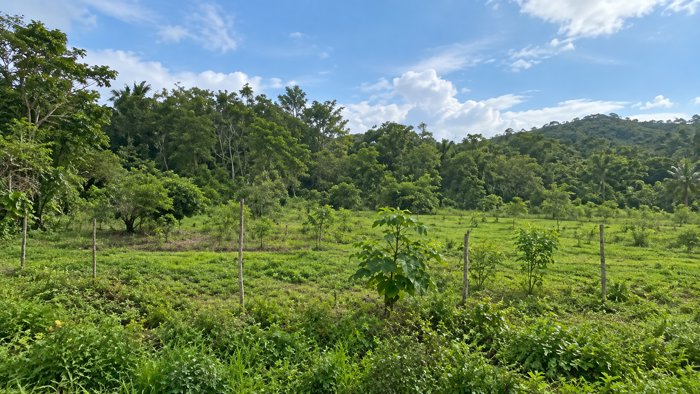 Oportunidad en Hojancha Guanacaste  Lote de 2,030 m² en Huacas, Hojancha, Guanacaste — ₡ 22 000 000 - Foto 3 de 15