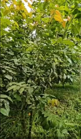 SE VENDE BELLA Y ÚTIL FINCA EN TABARCIA DE MORA, CIUDAD COLÓN. en Tabarcia, Mora, San José — ₡ 132 000 000 - Foto 2 de 15