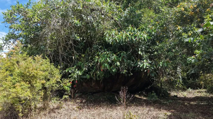 VENTA DE LOTE RESIDENCIAL DE 2.000 M2 FRENTE AL RIO PEÑAS BLANCAS EN SANTA ELENA, PEREZ ZELEDON en San Isidro De El General, Pérez Zeledón, San José — ₡ 15 000 000 - Foto 3 de 27