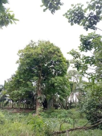 ¡Oportunidad Única! Bellísima Finca con Casa en Guápiles, Limón-Costa Rica. en Guápiles, Pococí, Limón — ₡ 58 000 000