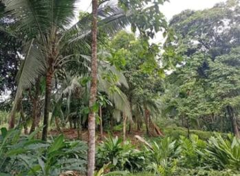 ¡Oportunidad Única! Bellísima Finca con Casa en Guápiles, Limón-Costa Rica. in Guápiles, Pococí, Limón — 58 000 000 ₡ - Photo 4 of 15